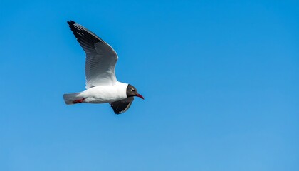 A single seagull soars gracefully against a vibrant, clear blue sky.