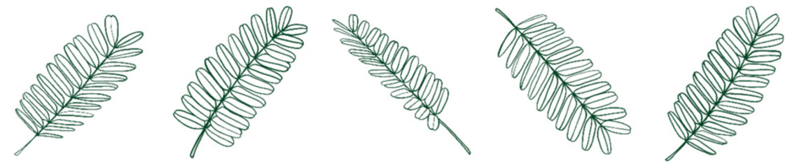 Hand Drawn Tropical Leaf Line Art PNG Clipart for Design