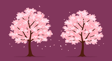 Fototapeta premium Beautiful Pink Cherry Blossom Trees in Full Bloom with Falling Petals