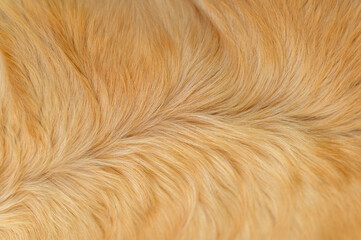 golden retriever labrador dog hair close up. dog hair texture