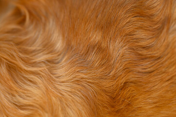 golden retriever labrador dog hair close up. dog hair texture	