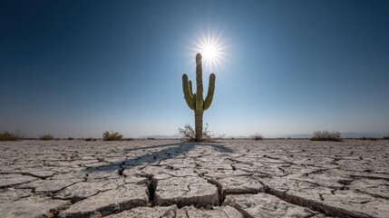 Lone cactus casting long shadow in cracked desert under sun for arid Earth Day documentary.