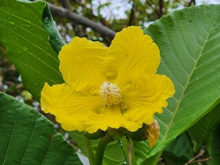 Vibrant Yellow Tropical Flower With Green Leaves in Natural Garden Setting