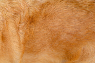 	
golden retriever labrador dog hair close up. dog hair texture