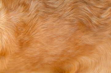 golden retriever labrador dog hair close up. dog hair texture	
