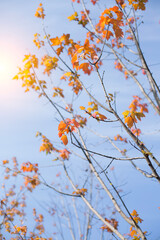 autumn leaves against blue sky