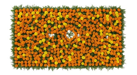 Vibrant marigold bloom arrangement creating a rectangular botanical tapestry