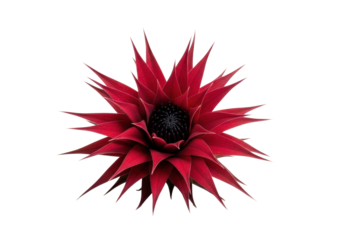 Ultra-sharp macro of a single exotic bloom with deep crimson, spiky, velvety petals and a dark center, on a transparent studio background with copy space, concept of exotic botanical power