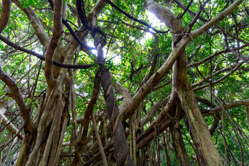 やんばるのガジュマル