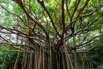 やんばるのガジュマル