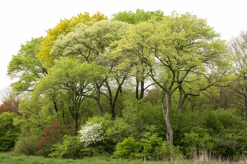 Cutout tree line. Forest and green foliage in summer. Row of trees and shrubs isolated on transparent background. Forest scape. High quality clipping mask