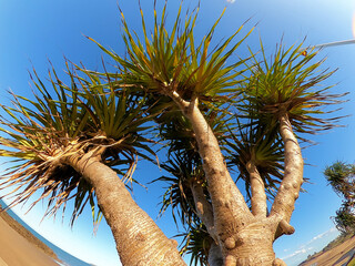 beach tree growing on the foreshore
