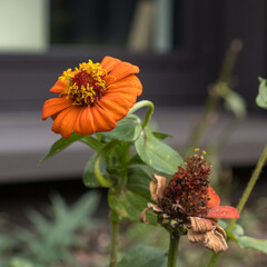 Close-up of an Orange Zinnia with a Withered Bud Against a Blurred Background