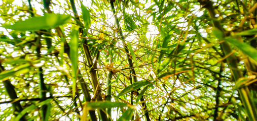 green grass background