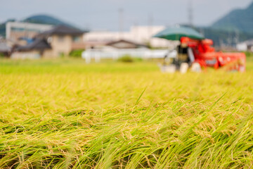 コンバインでの稲刈り風景	