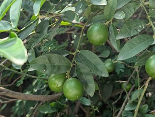 Fresh green lemons hanging on a lemon plant, showing natural beauty, organic farming, and tropical freshness.