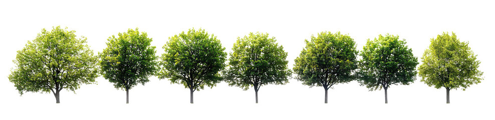 Obraz premium Row of lush green trees isolated on white background. Full leafy crowns emphasize nature and summer growth. Natural tree silhouettes show environment, ecology, and landscape.