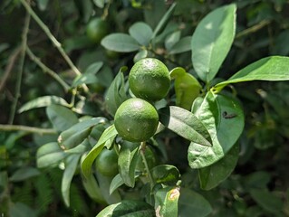 Fresh green lemons hanging on a lemon plant, showing natural beauty, organic farming, and tropical freshness.