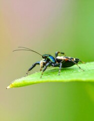 Colorful Jumping Spider on Leaf Outdoors