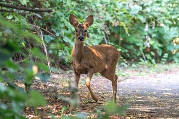 close up portrait of a pretty roe deer