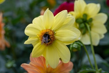 buff tailed bumblebee collecting pollen from a bright yellow dahlia flower