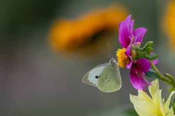 large white butterfly gathering pollen from a bright pink dahlia flower