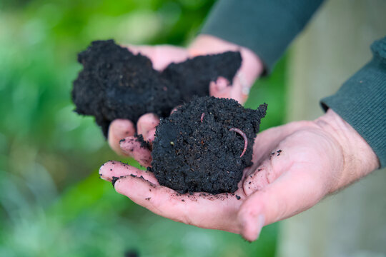 Close-up of two hands holding a piece of terra preta, a highly fertile, dark soil enriched with organic matter, biochar, and thriving worms.