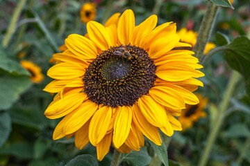Fototapeta premium bumblebee collecting pollen from a bright yellow sunflower