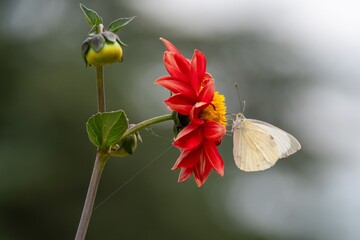 large white butterfly gathering pollen from a red dahlia flower with a blurred background