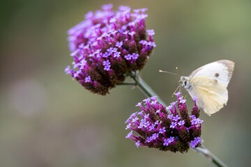 large white butterfly resting on purple vervain with a blurred background	
