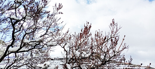 snow falling on blossoming trees in spring