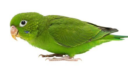 Green parrotlet bird pet cute exotic avian animal tropical small bird isolated on black background image isolated on transparent white background