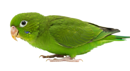 Green parrotlet bird pet cute exotic avian animal tropical small bird isolated on black background image isolated on transparent white background