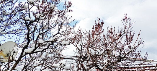 snow falling on blossoming trees in spring