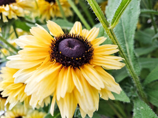 Echinacea - summer-autumn flowers with strong, intense colors. Summer in the garden.
