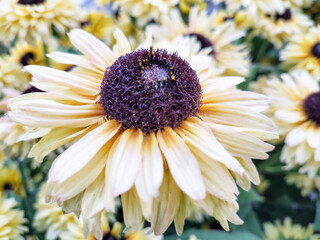 Echinacea - summer-autumn flowers with strong, intense colors. Summer in the garden.
