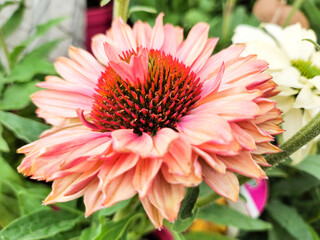 Echinacea - summer-autumn flowers with strong, intense colors. Summer in the garden.
