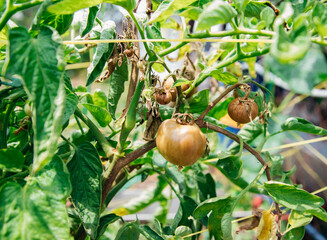 Green tomato bush in the garden. Unripe fruits rot and darken from phytophthora. Plant care.