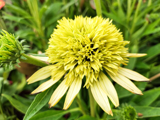 Echinacea - summer-autumn flowers with strong, intense colors. Summer in the garden.
