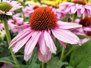 Echinacea - summer-autumn flowers with strong, intense colors. Summer in the garden.
