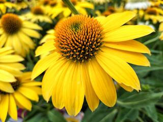 Echinacea - summer-autumn flowers with strong, intense colors. Summer in the garden.
