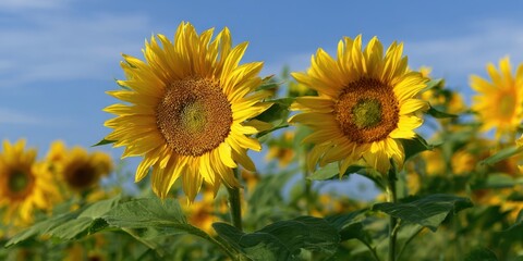 Fototapeta premium The Sunflowers in a Bright Summer Field Under Blue Sky