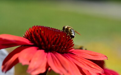 Biene auf einem roten Sonnenhut