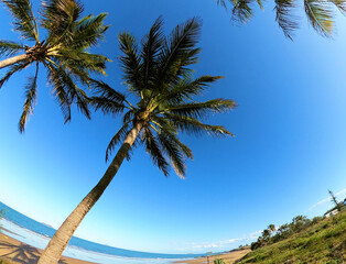 Palm tree on an seaside foreshore
