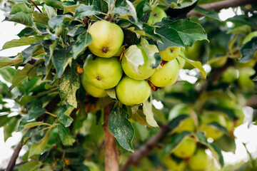 Green apples on a tree in the garden hanging from a tree branch. An orchard.