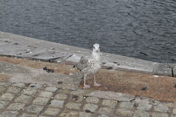 SEAGULL