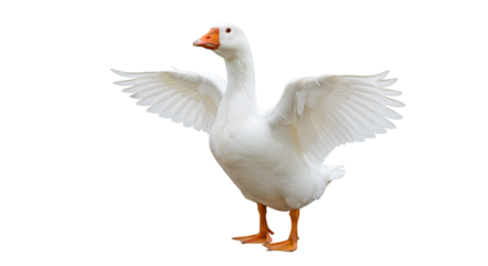 White goose flapping wings isolated on black background bird waterfowl farm animal poultry nature wildlife 100 isolated on transparent white background