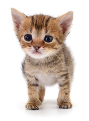 Cute tabby kitten standing isolated on white background