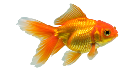 Isolated goldfish pet fish for aquarium and pond care and feeding tips and beautiful fish species guide isolated on transparent white background