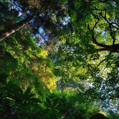 Obraz premium A vibrant and lush forest canopy with diverse green foliage, seen from a low angle, highlighting the abundant leaves and branches against the dappled sunlight and blue sky.